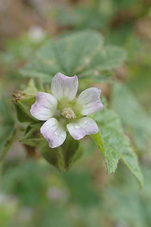 Malva verticillata \ Quirl-Malve, D Hemsbach 10.11.2018