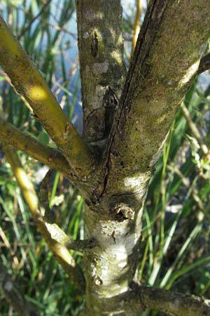 Salix myrsinifolia \ Schwarzwerdende Weide / Dark-Leaved Willow, D Villingen-Schwenningen 18.5.2007