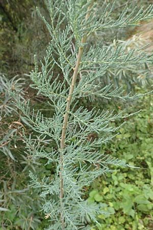 Myricaria germanica \ Deutsche Tamariske, Rispelstrauch / German Tamarisk, D Botan. Gar.  Universit.  Tübingen 3.9.2016