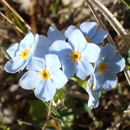 Myosotis rehsteineri \ Bodensee-Vergissmeinnicht / Lake Constance Forget-me-not, D Konstanz 24.4.2018