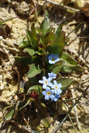 Myosotis rehsteineri \ Bodensee-Vergissmeinnicht, D Konstanz 24.4.2018