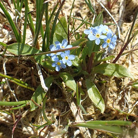 Myosotis rehsteineri \ Bodensee-Vergissmeinnicht / Lake Constance Forget-me-not, D Konstanz 24.4.2018