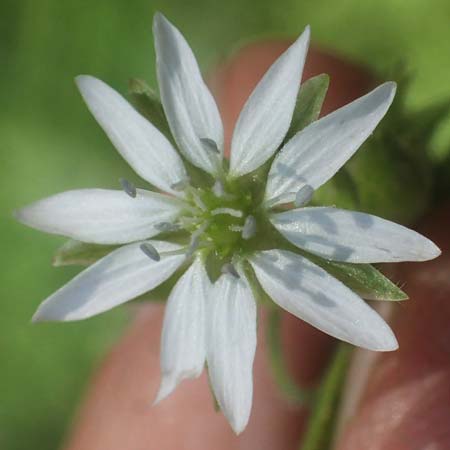 Stellaria aquatica \ Wassermiere, Wasserdarm / Water Checkweed, D Ludwigshafen 1.9.2022