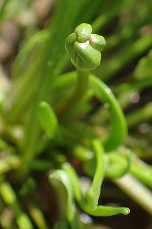 Myosurus minimus \ Museschwnzchen / Tiny Mousetail, D Hainstadt 8.4.2023