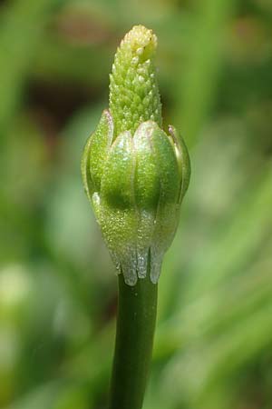 Myosurus minimus \ Museschwnzchen / Tiny Mousetail, D Hainstadt 8.4.2023