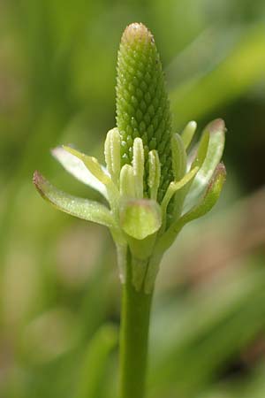 Myosurus minimus \ Museschwnzchen / Tiny Mousetail, D Hainstadt 8.4.2023