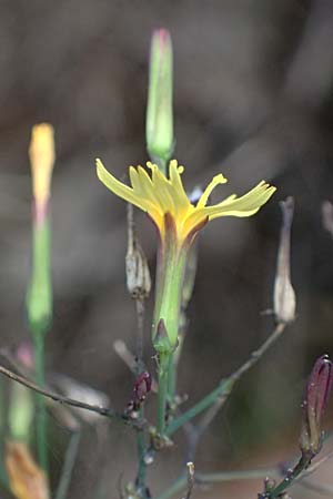 Mycelis muralis \ Gemeiner Mauer-Lattich, D Wachenheim 3.9.2023