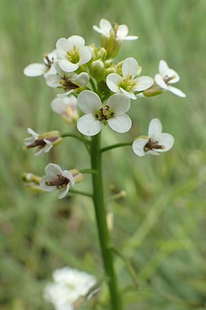 Nasturtium microphyllum ? \ Einreihige Brunnenkresse, Kleinblttrige Brunnenkresse / Water Cress, D Waltrop 14.6.2018