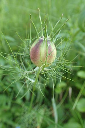 Nigella damascena \ Damaszener Schwarzkmmel, Jungfer im Grnen / Love in a Mist, Devil in a Bush, D Lonetal bei/near Bissingen 28.6.2016