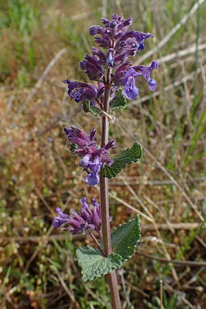 Nepeta x faassenii \ Hybrid-Katzenminze, D Mannheim 26.4.2022