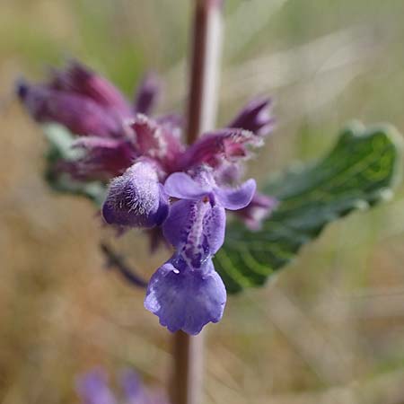 Nepeta x faassenii / Catmint, D Mannheim 26.4.2022