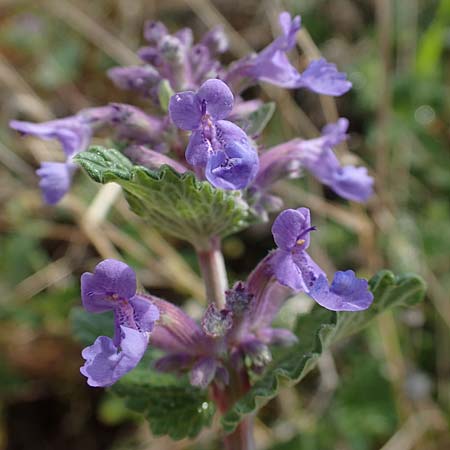 Nepeta x faassenii \ Hybrid-Katzenminze, D Mannheim 26.4.2022