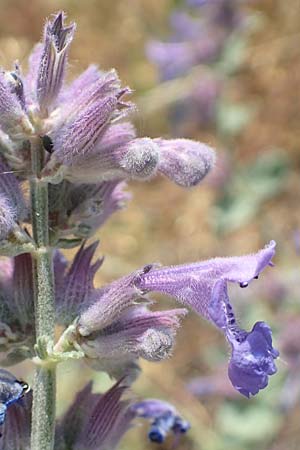 Nepeta x faassenii \ Hybrid-Katzenminze / Catmint, D Mannheim 10.5.2020