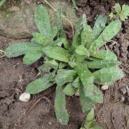 Nonea lutea \ Gelbes Mnchskraut, D Heidelberg 23.3.2017