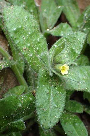 Nonea lutea \ Gelbes Mnchskraut, D Heidelberg 23.3.2017