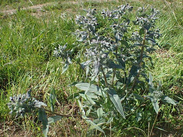 Nonea pulla \ Braunes Mnchskraut, D Grünstadt-Asselheim 28.5.2021