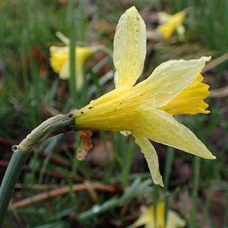 Narcissus pseudonarcissus \ Gelbe Narzisse, Osterglocke, D Simmerath 17.4.2023