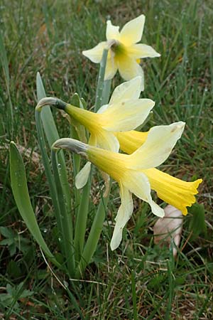 Narcissus pseudonarcissus / Wild Daffodil, D Simmerath 17.4.2023