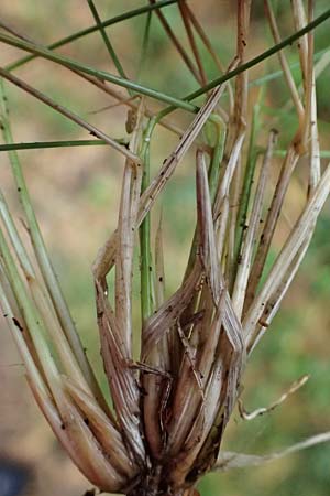 Nardus stricta \ Borst-Gras, D Odenwald, Mossautal 14.10.2023