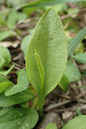 Ophioglossum vulgatum \ Gemeine Natternzunge / Adder's-Tongue, D Oberlaudenbach 28.4.2018