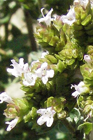 Origanum syriacum \ Syrischer Oregano / Syrian Oregano, Biblical Hyssop, D Botan. Gar.  Universit.  Mainz 4.8.2007