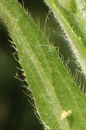 Oenothera suaveolens \ Wohlriechende Nachtkerze, D Römerberg 8.7.2017