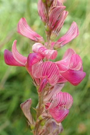 Onobrychis arenaria / Hungarian Sainfoin, D Neuleiningen 15.6.2016