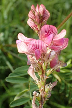 Onobrychis arenaria \ Sand-Esparsette / Hungarian Sainfoin, D Neuleiningen 15.6.2016