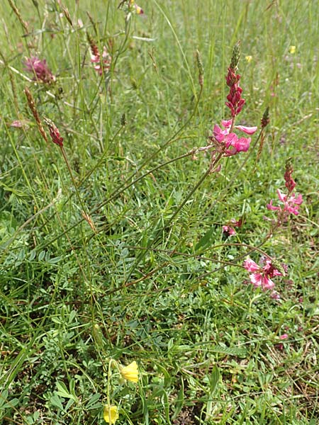 Onobrychis arenaria / Hungarian Sainfoin, D Neuleiningen 15.6.2016