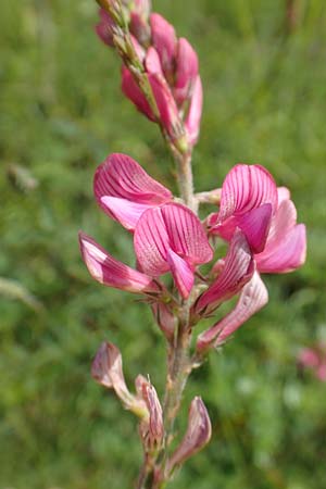 Onobrychis arenaria / Hungarian Sainfoin, D Neuleiningen 15.6.2016