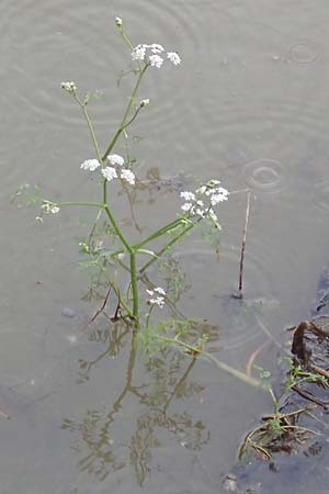 Oenanthe aquatica \ Groer Wasserfenchel, Pferdesaat / Fine-Leaved Water Dropwort, D Neustadt an der Aisch 2.10.2016