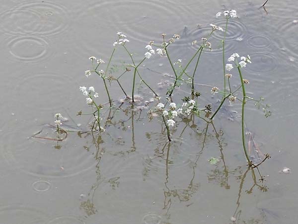 Oenanthe aquatica \ Großer Wasserfenchel, Pferdesaat / Fine-Leaved Water Dropwort, D Neustadt an der Aisch 2.10.2016