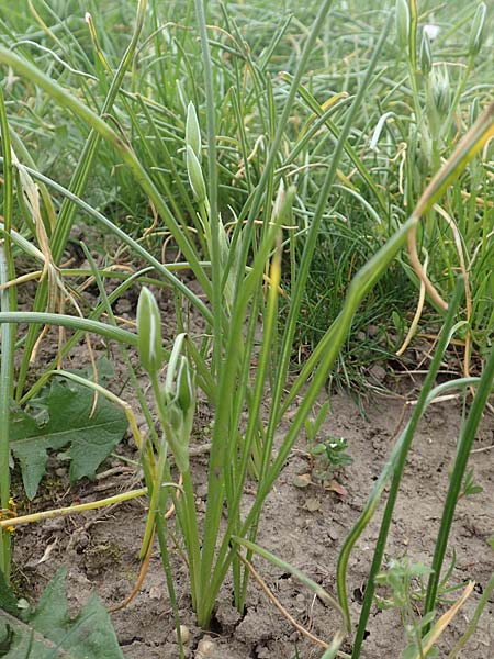 Ornithogalum angustifolium / Narrow-Leaved Star of Bethlehem, D Frankfurt-Höchst 8.4.2017