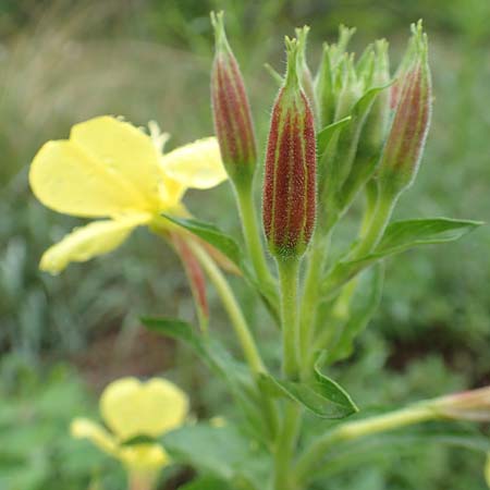 Oenothera x albivelutina \ Weischleier-Nachtkerze, D Jugenheim an der Bergstraße 25.7.2017