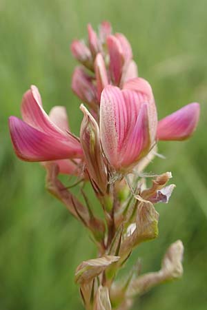 Onobrychis arenaria \ Sand-Esparsette / Hungarian Sainfoin, D Grünstadt-Asselheim 19.6.2018