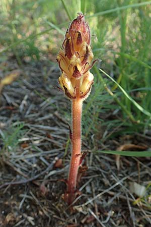 Orobanche artemisiae-campestris \ Panzer-Sommerwurz, Beifu-Sommerwurz, D Bensheim 22.6.2019