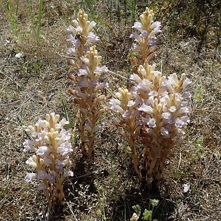 Phelipanche arenaria \ Sand-Sommerwurz / Wormwood Broomrape, D Seeheim an der Bergstraße 24.6.2019