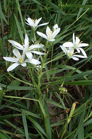 Ornithogalum angustifolium \ Schmalblttriger Milchstern / Narrow-Leaved Star of Bethlehem, D Mannheim 13.5.2021