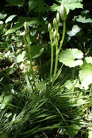 Ornithogalum angustifolium / Narrow-Leaved Star of Bethlehem, D Ludwigshafen 17.5.2021