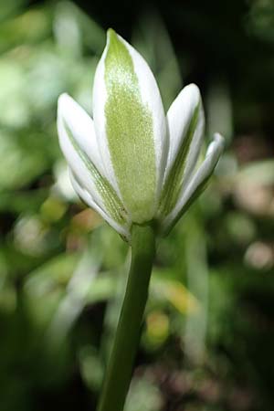 Ornithogalum angustifolium / Narrow-Leaved Star of Bethlehem, D Ludwigshafen 17.5.2021