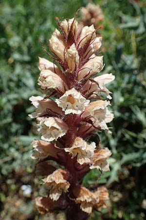 Orobanche amethystea / Seaholly Broomrape, D Sasbach am Kaiserstuhl 1.6.2021