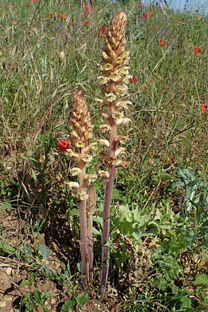 Orobanche amethystea \ Amethyst-Sommerwurz, D Grünstadt-Asselheim 16.6.2021