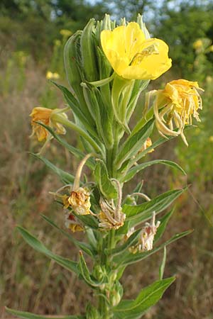 Oenothera cambrica \ Walisische Nachtkerze / Welsh Evening Primrose, D Mörfelden-Walldorf 29.6.2018