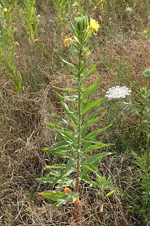 Oenothera cambrica \ Walisische Nachtkerze, D Mörfelden-Walldorf 29.6.2018