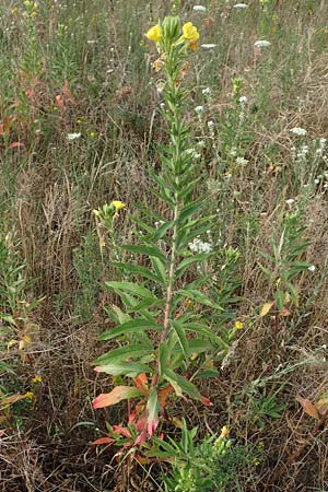 Oenothera cambrica \ Walisische Nachtkerze / Welsh Evening Primrose, D Mörfelden-Walldorf 29.6.2018