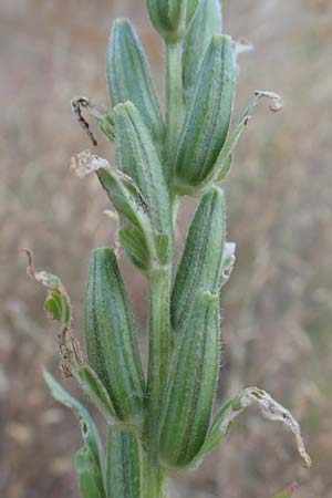 Oenothera casimiri \ Casimirs Nachtkerze, D Waghäusel-Wiesental 4.7.2018