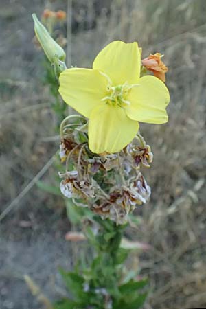 Oenothera casimiri \ Casimirs Nachtkerze / Casimir's Evening Primrose, D Waghäusel-Wiesental 4.7.2018