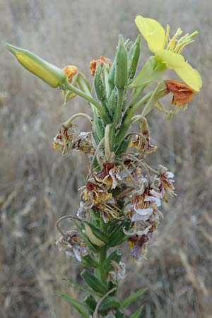 Oenothera casimiri \ Casimirs Nachtkerze, D Waghäusel-Wiesental 4.7.2018