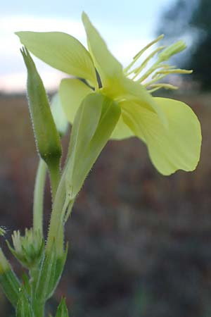 Oenothera casimiri \ Casimirs Nachtkerze, D Waghäusel-Wiesental 4.7.2018