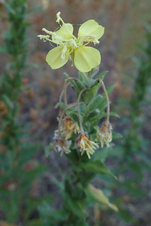 Oenothera casimiri \ Casimirs Nachtkerze, D Waghäusel-Wiesental 4.7.2018